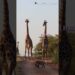 Giraffe Gossip 🦒