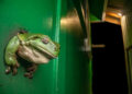 A close-up photo of a frog against a green wall