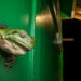 A close-up photo of a frog against a green wall