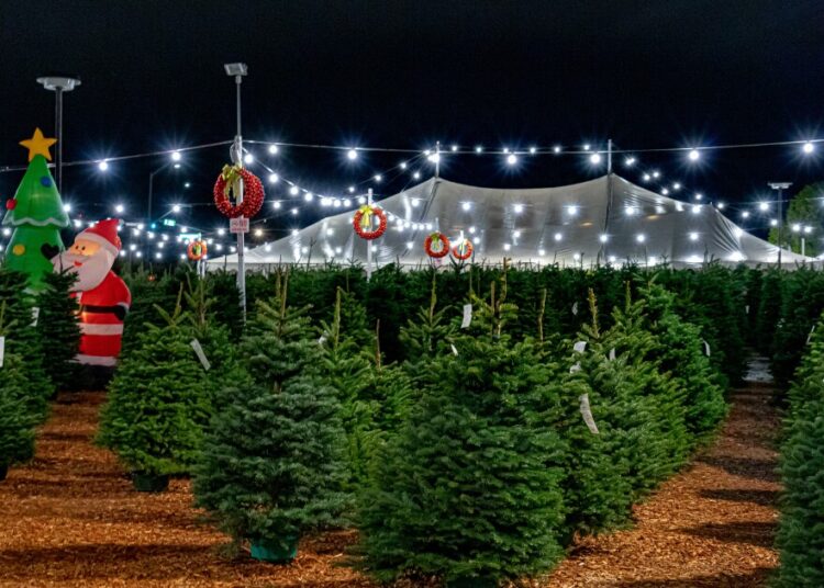 Agri-entertainment or bare essentials? Wisconsin's Christmas tree market chooses between Santa and low prices | WUWM 89.7 FM