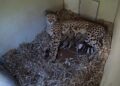 Cheetah cubs born at National Zoo’s Front Royal Campus during shutdown – NBC4 Washington