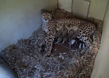 Cheetah cubs born at National Zoo’s Front Royal Campus during shutdown – NBC4 Washington