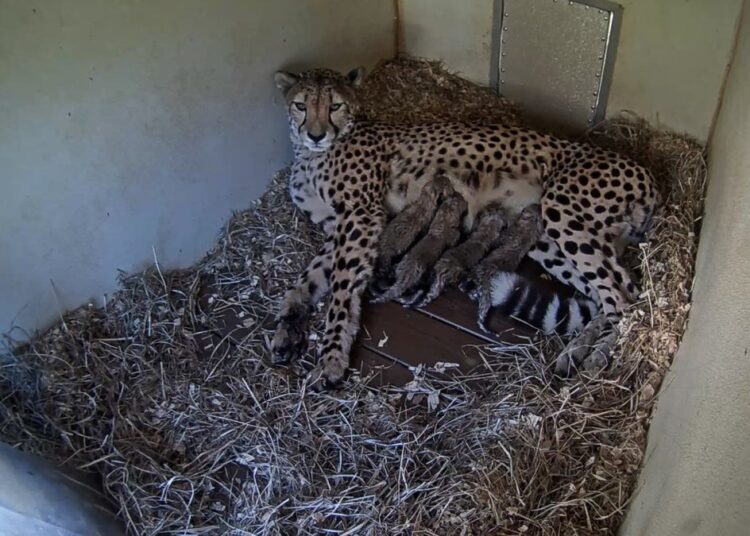 Cheetah cubs born at National Zoo’s Front Royal Campus during shutdown – NBC4 Washington