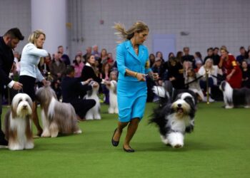 Entertainment, 1990s culture dominate 2025's top pet names