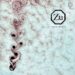 Explore 37 New albums just announced – 11/03/2025