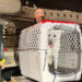 Courtesy of Wings of Rescue Shelter dogs boarding a Wings of Rescue flight