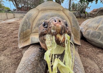 Gramma The Tortoise, San Diego Zoo's Oldest Resident, Dies At 141