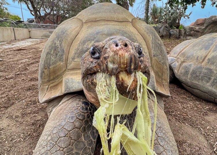 Gramma The Tortoise, San Diego Zoo's Oldest Resident, Dies At 141
