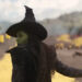 Cynthia Erivo as the Wicked Witch of the West in Wicked: For Good.