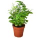 Maidenhair Fern Live Plant for Indoor | Different Houseplants in 4'' &amp; 6'' Pot | Real House Plant for Living Room, Office, Desk &amp; Bathroom | Black Southern | Venus Hair Fern
