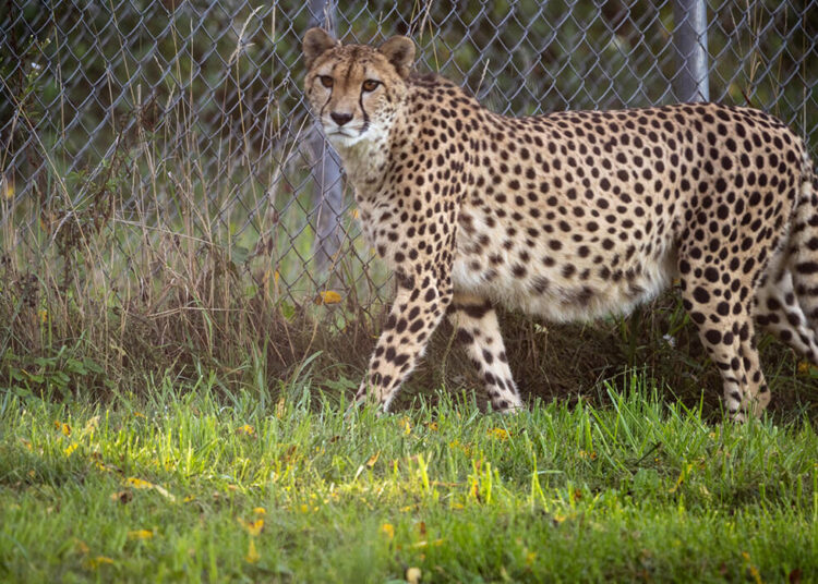 Pregnant adult female cheetah Amabala