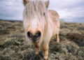A curious Shetland Pony investigates the camera.Image via Unsplash