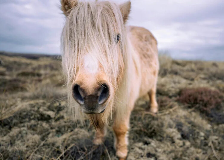 A curious Shetland Pony investigates the camera.Image via Unsplash