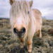 A curious Shetland Pony investigates the camera.Image via Unsplash