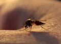 New Malaria Drug Succeeds in Large Clinical Trial to Combat Resistance