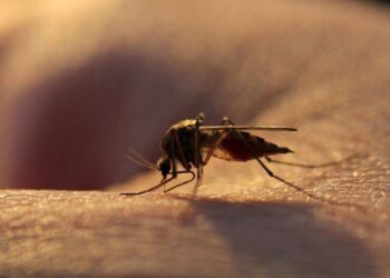 New Malaria Drug Succeeds in Large Clinical Trial to Combat Resistance