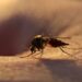 New Malaria Drug Succeeds in Large Clinical Trial to Combat Resistance