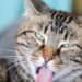 New SpayMart Thrift Store helps fund care for homeless cats | Entertainment/Life
