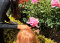 Meghan Markle and Princess Lilibet tend to a rose garden