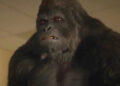 Gorilla Grodd showing anger as he tries to kill a young Barack Obama in DC's Legends of Tomorrow