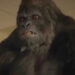 Gorilla Grodd showing anger as he tries to kill a young Barack Obama in DC's Legends of Tomorrow