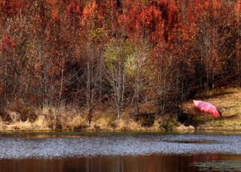 Things to do in Columbia this November include music, holiday markets