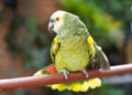 ioulia khomkalova &sol; Shutterstock&period;com