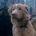Good Boy