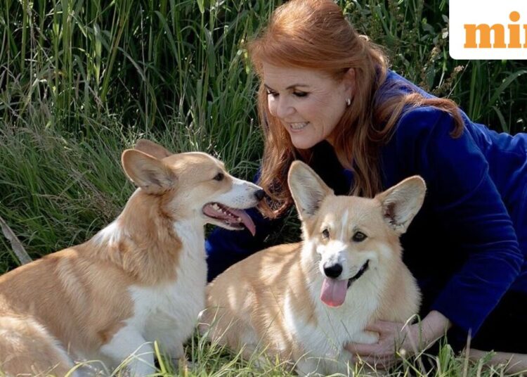Andrew's ex-wife Sarah Ferguson with Queen Elizabeth's two corgis - Sandy and Muick.