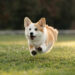 What happens to Queen Elizabeth’s corgis when Andrew leaves Royal Lodge