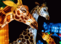 Illuminated silk animals, like these spotted giraffes are part of the Santa Barbra Zoo's holiday ZooLights display. (Courtesy photo)