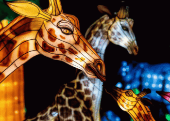 Illuminated silk animals, like these spotted giraffes are part of the Santa Barbra Zoo's holiday ZooLights display. (Courtesy photo)