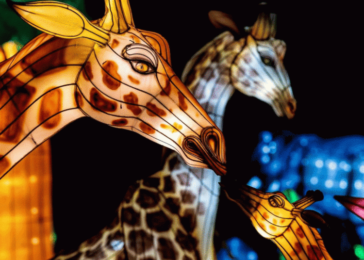 Illuminated silk animals, like these spotted giraffes are part of the Santa Barbra Zoo's holiday ZooLights display. (Courtesy photo)