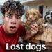 I Found Puppies at our Door..