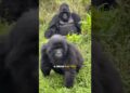 Gorilla Gossip