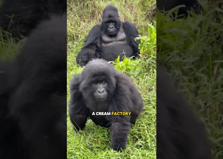 Gorilla Gossip