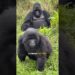 Gorilla Gossip
