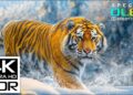 The Coolest 4K Video | Dolby Vision HDR 4K 60fps with Relaxing Music for stress relief