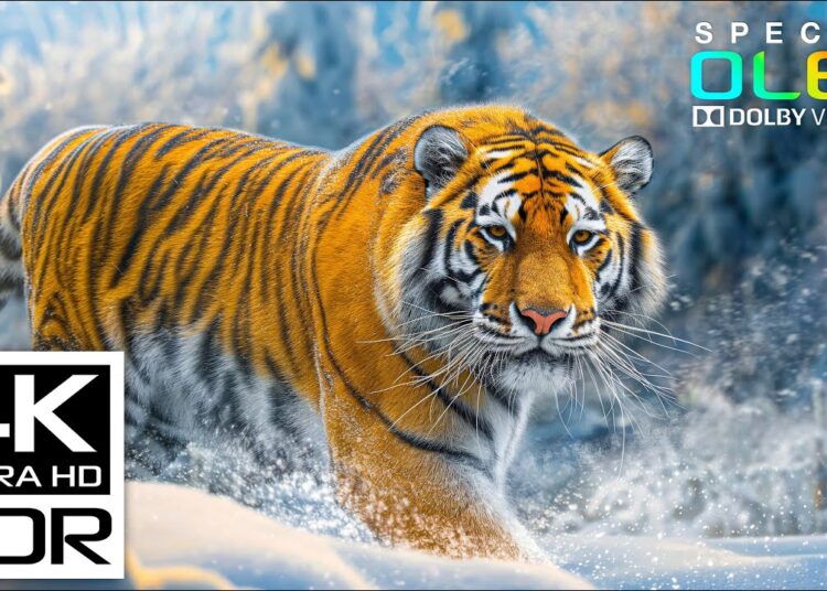 The Coolest 4K Video | Dolby Vision HDR 4K 60fps with Relaxing Music for stress relief