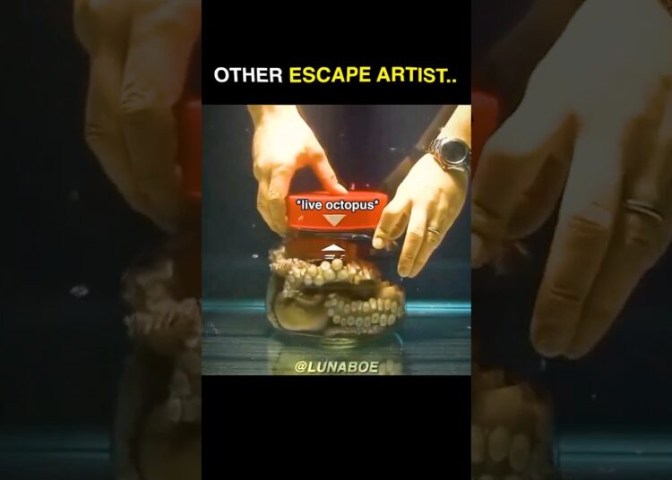 Animal Escape Artists.. vs 🐍 #shorts
