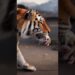 A Royalty Blaze help abandoned newborn to pet at home #sora #Gemini #AI