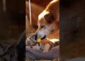 A Royalty Rottewiler help abandoned newborn to pet at home #sora #Gemini #AI