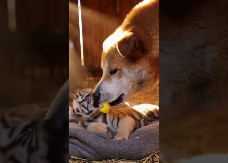 A Royalty Rottewiler help abandoned newborn to pet at home #sora #Gemini #AI