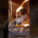 A Royalty Rottewiler help abandoned newborn to pet at home #sora #Gemini #AI