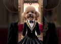 Elegant Teddy Poodle as Argentinian Royalty | Custom Noble Dog Portraits #teddy #teddydog #dogshorts