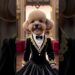 Elegant Teddy Poodle as Argentinian Royalty | Custom Noble Dog Portraits #teddy #teddydog #dogshorts