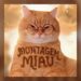 Montagem Miau