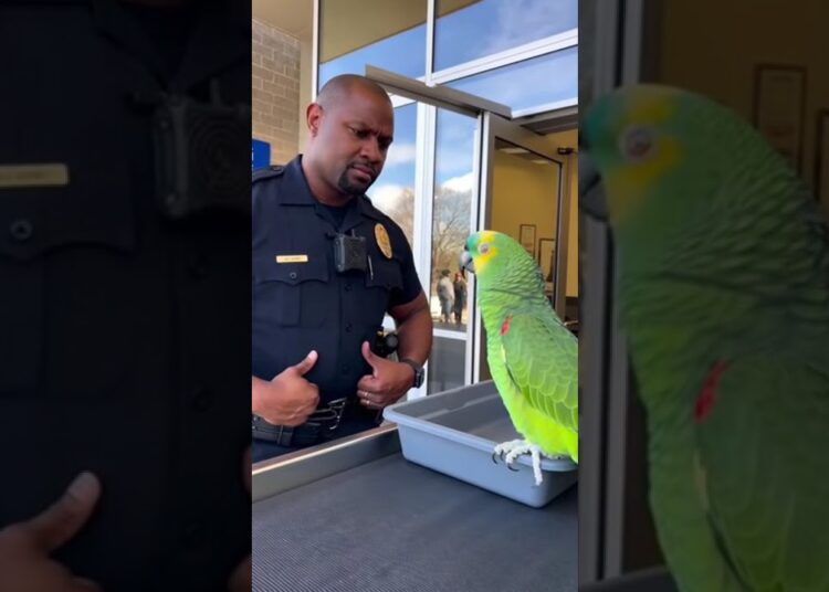 funny parrot gossips🤣🐦🙌#foryourpage #foryoupageシ #viralpost2025 #viralchallenge