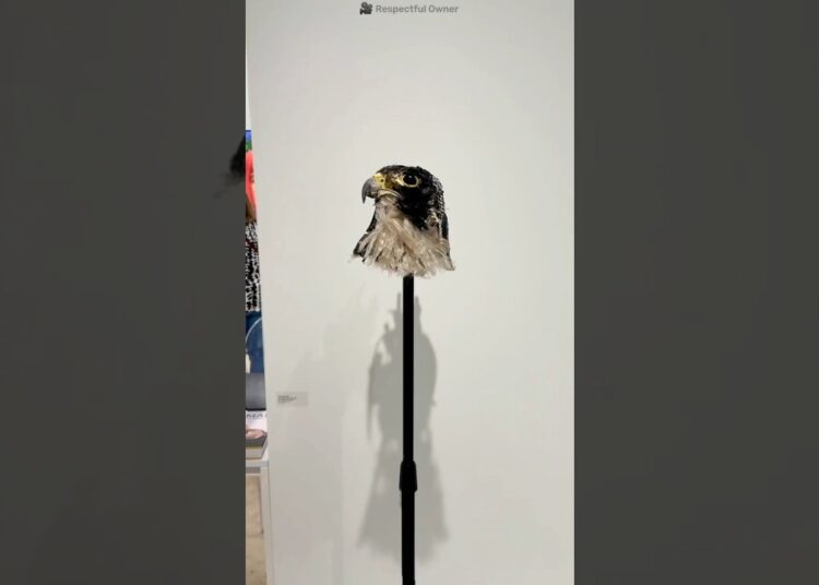 Optical illusion 😱 | #artist #art #falcon #birds #animals #amazing #shorts