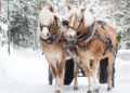 A Countryside Christmas, Soft Holiday Christmas Music, Popular instrumental Carols by Tim Janis